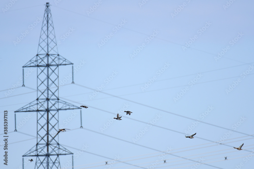 Canada Geese flying nearby electric pylons under a blue sky Canada Geese flying nearby electric pylons under a blue sky