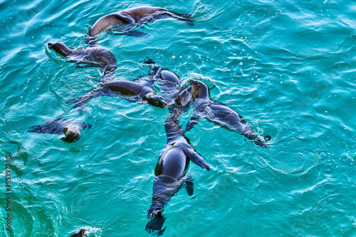 Canvas Print sea lion playing in the sea Galapagos islands of Ecuador in south america