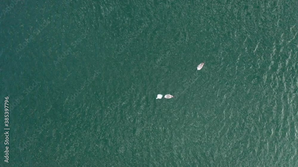 AERIAL: Seagull Eating Dead Plaice while another Birds is Waiting for it's Turn AERIAL: Seagull Eating Dead Plaice while another Birds is Waiting for it's Turn