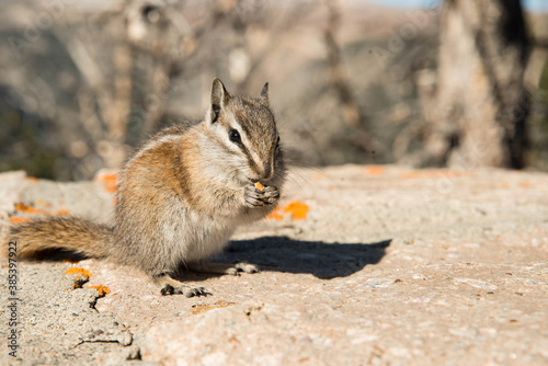 Chipmunk Enjoying Snacks