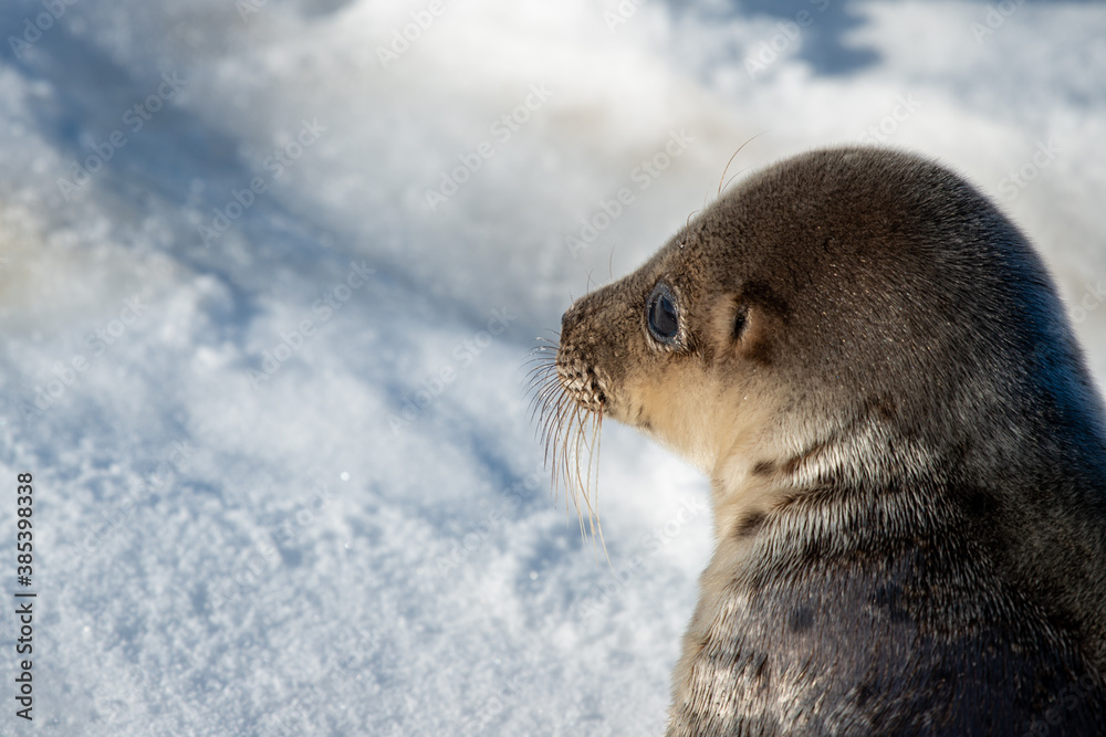 Obraz premium A portrait of a young harp seal or saddleback seal laying on ice and snow. The wild animal has smooth shiny grey fur with dark spots, long whiskers, and dark eyes. The spots are in the shape of harps.