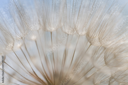 Defocused Goat`s-beard (dandelion) plant in light tones. Blurry abstract background ready for design