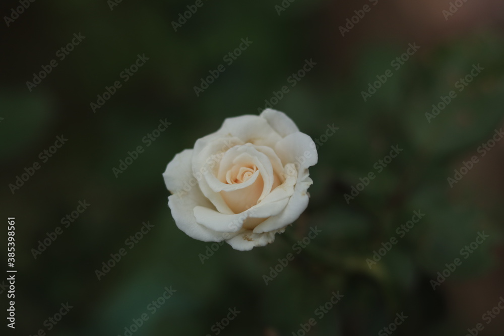 Beautiful white rose in the garden facing the sun Beautiful white rose in the garden facing the sun