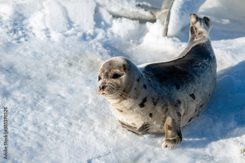 A young harp seal or saddleback seal lays on the ice with its front flippers shuffling it across. It looks towards the bright sun. Its eyes are dark and its nose is heart shape. The animal has a belly