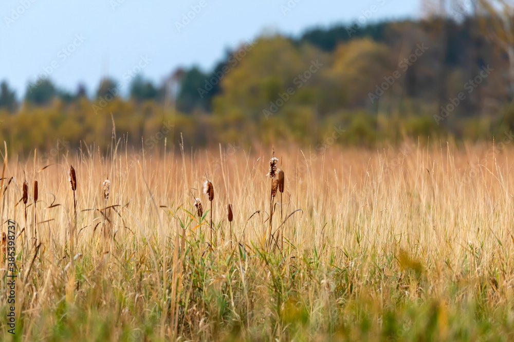 The Growing cattails on a wet meadow The Growing cattails on a wet meadow