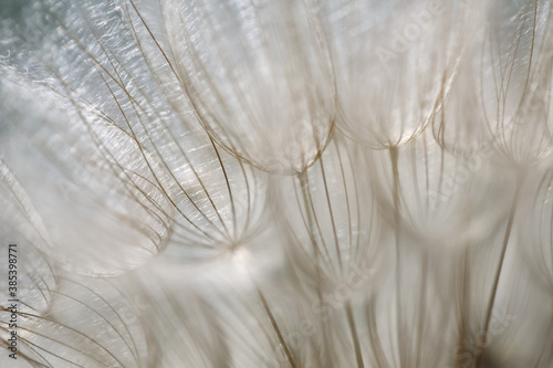 Goat s-beard  dandelion  plant with shallow depth of field in pastel light shades. Blurry abstract background ready for your design