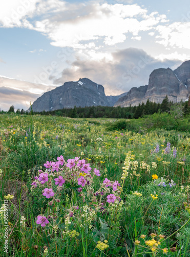 Sticky Geraniums in front of Wildflower field