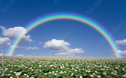 ジャガイモ畑のジャガイモの花と雲と虹