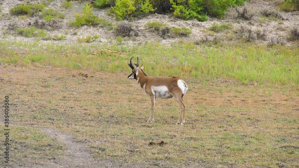Pronghorn buck standing in a meadow looking around Pronghorn buck standing in a meadow looking around
