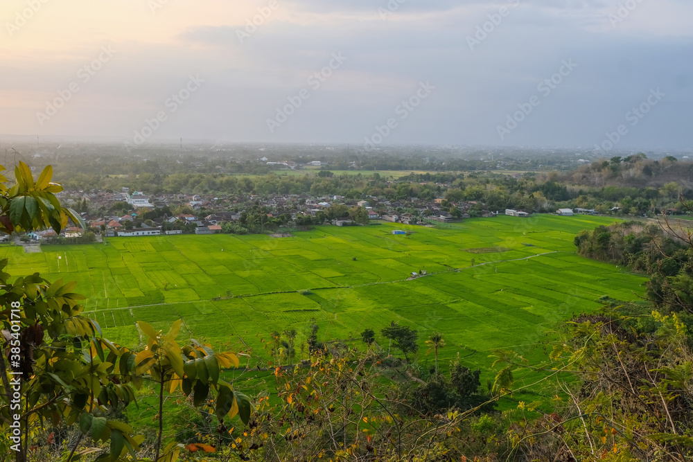 The view of green rice field from above