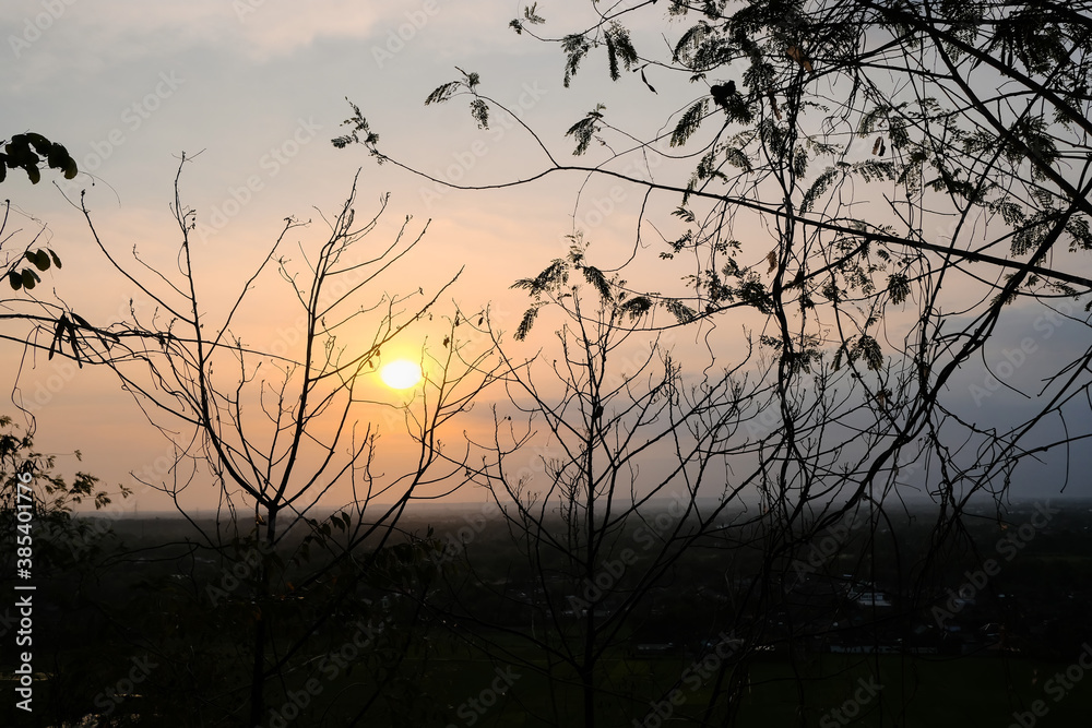 The branch with sunset background The branch with sunset background