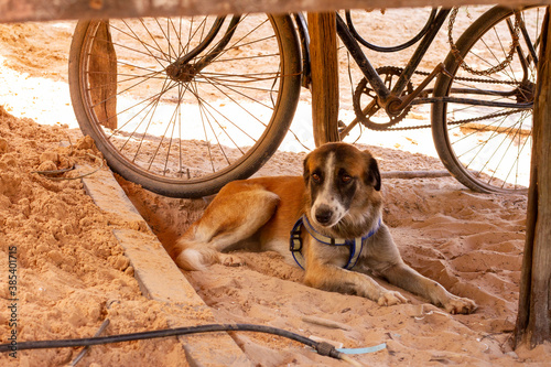 Cachorros 