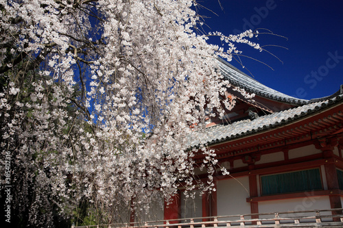 桜咲く醍醐寺