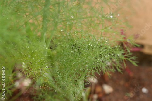 early morning dew drops in aromatic garden
