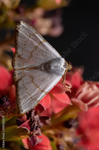 Underwing moth in a flowering plant photo