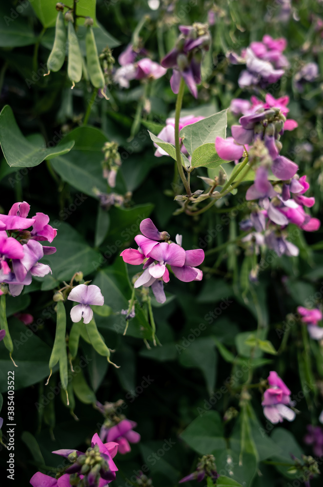 pink flowers in a garden