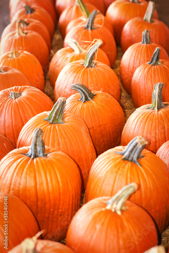 A collection of beautiful pumpkins for Halloween or decorations.