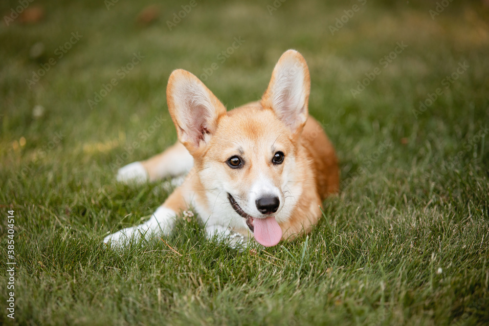 Welsh Corgi Pembroke Welsh Corgi Pembroke