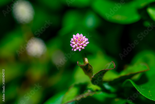 Pink polygonum capitatum  english carpet  pink flower close-up