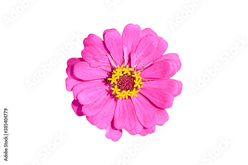 Purple Zinnia flower isolated on white background with clipping path.