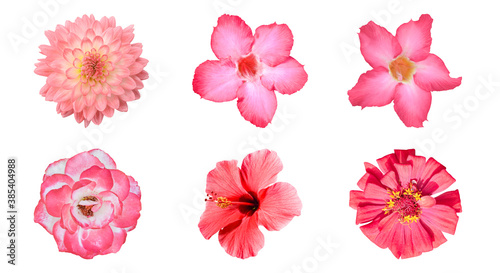 Various red flower isolated on white background with clipping path. Set of Dahlia, Adenium, Rose, Zinnia Flowers
