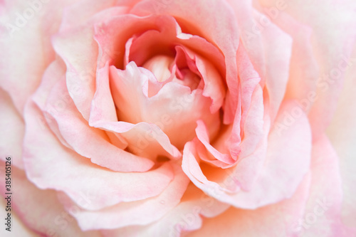Close-up blurred of Delicate pink rose. Unfocused blur rose petals  can use as wedding background.