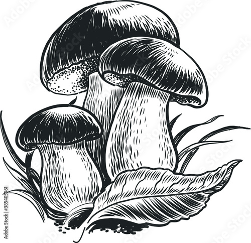 Edible mushrooms and tree leaf. Black and white vector illustration