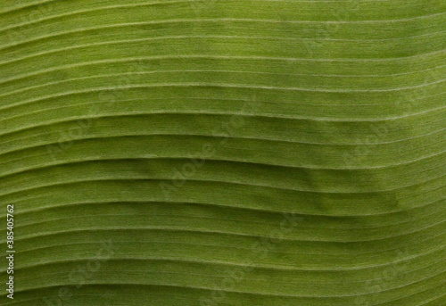 Hoja de árbol de platano, textura 