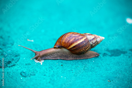 Snail on the green background