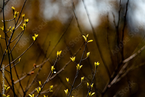 spring buds 