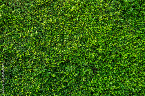 Green leaves wall texture for backdrop design, Nature Background.