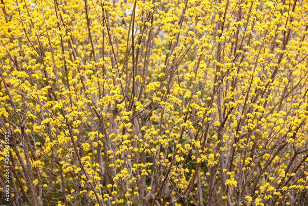 Fototapeta premium サンシュユ