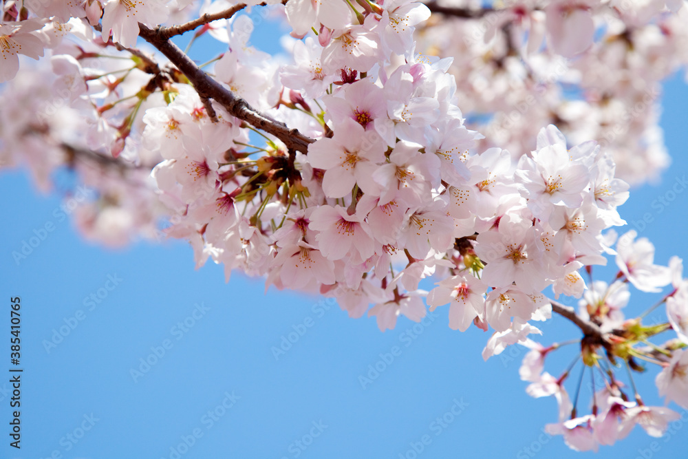 Obraz premium 桜と青空