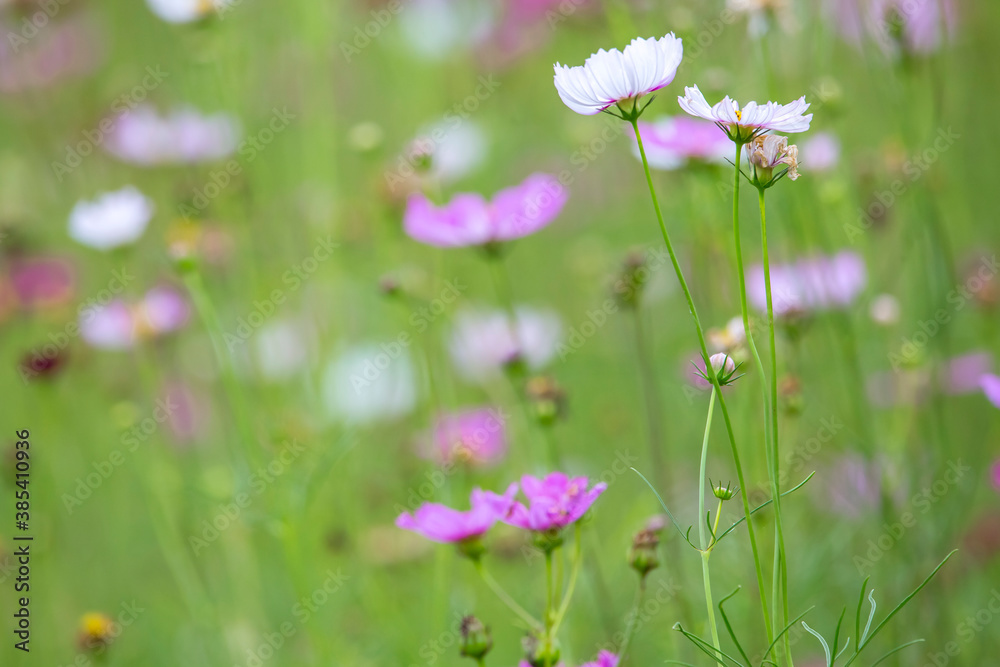 colorful cosmos flowers in the garden. colorful cosmos flowers in the garden.