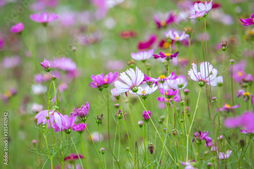  colorful cosmos flowers in the garden. © Doloh
