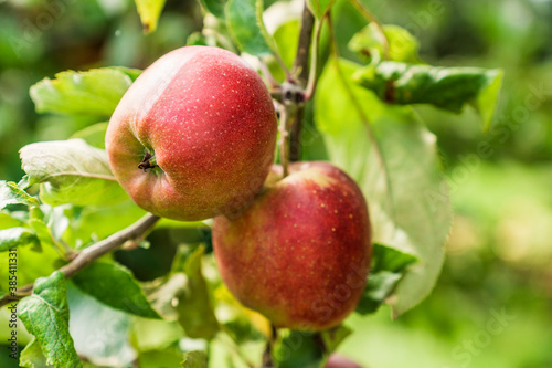 Red apples on a branch of apple tree with green leaves.