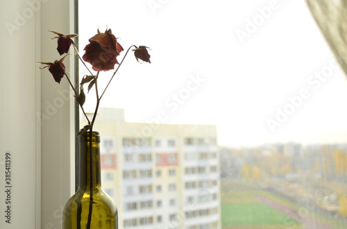 Dried rose in a bottle on a window background