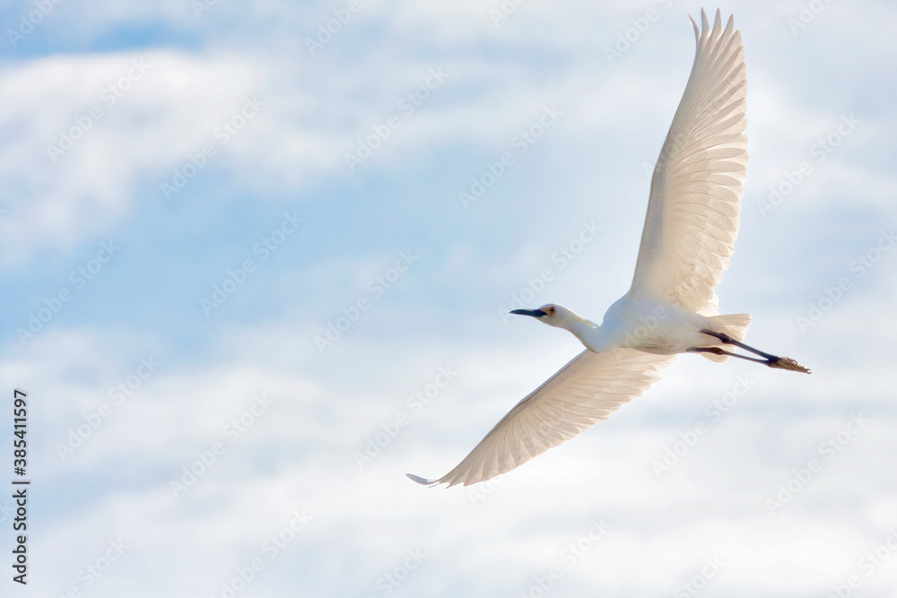 Great white egret flying overhead with wings fully spread. Great white egret flying overhead with wings fully spread.