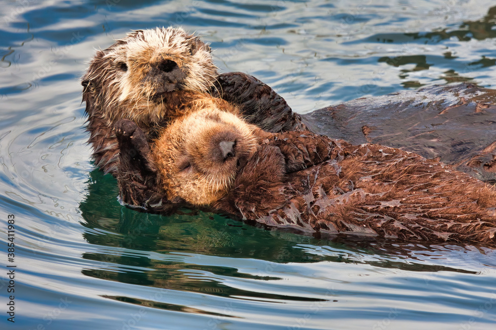 Mother sea otter with her baby lying on her while afloat.