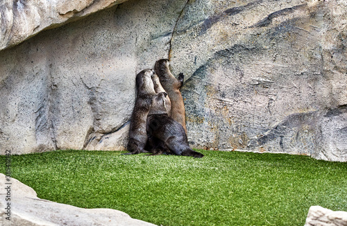Four Wet Otters standing up against a Rock Wall