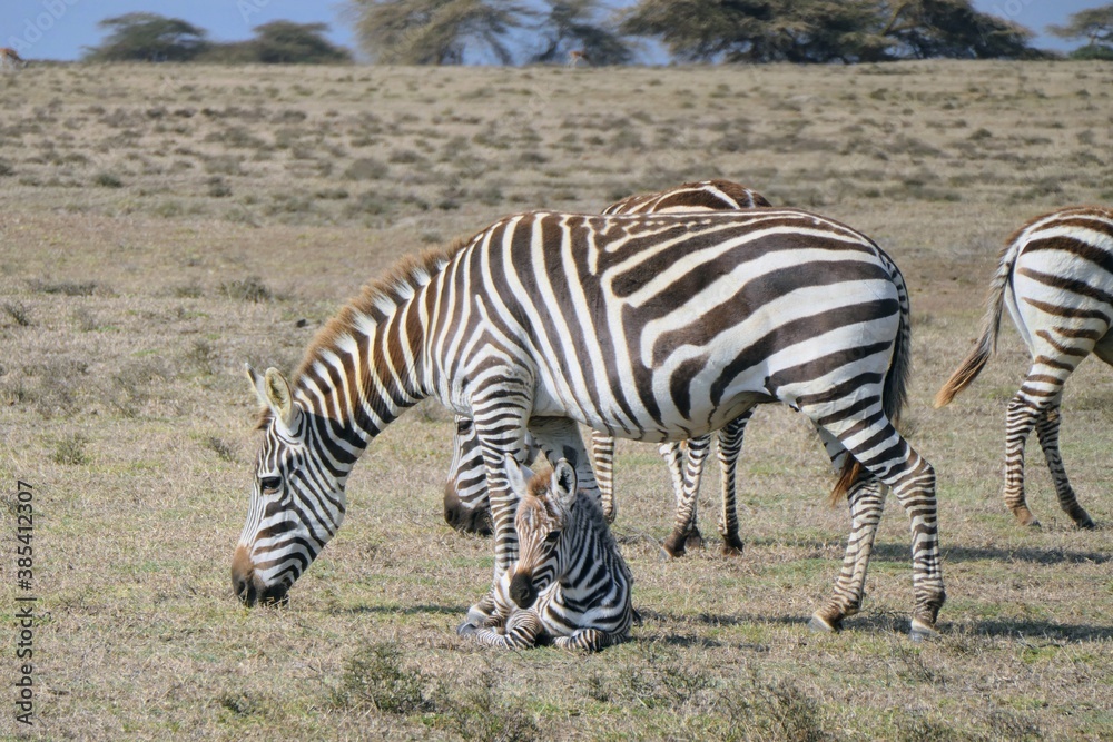 Naklejka premium zebra in the wild
