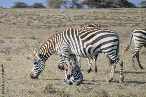 zebra in the wild