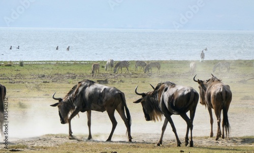 wildebeest in the water