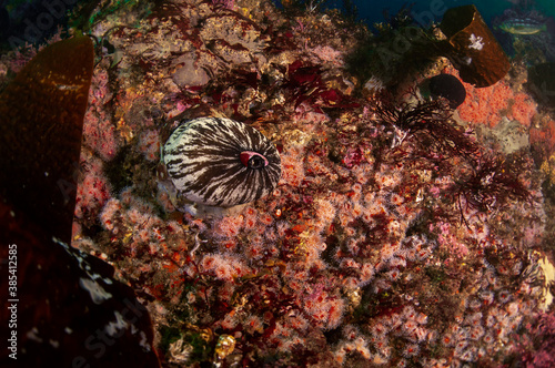 Keyhole Limpet