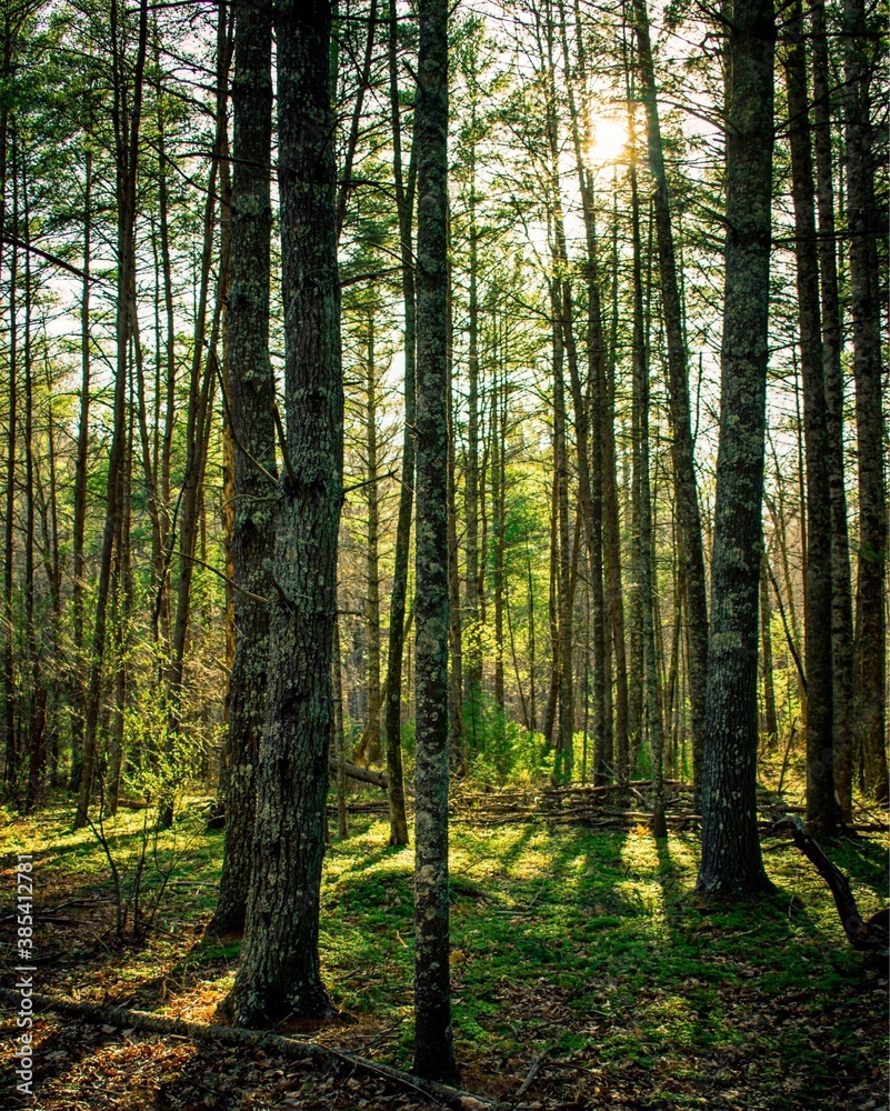 Fototapeta premium forest in the morning
