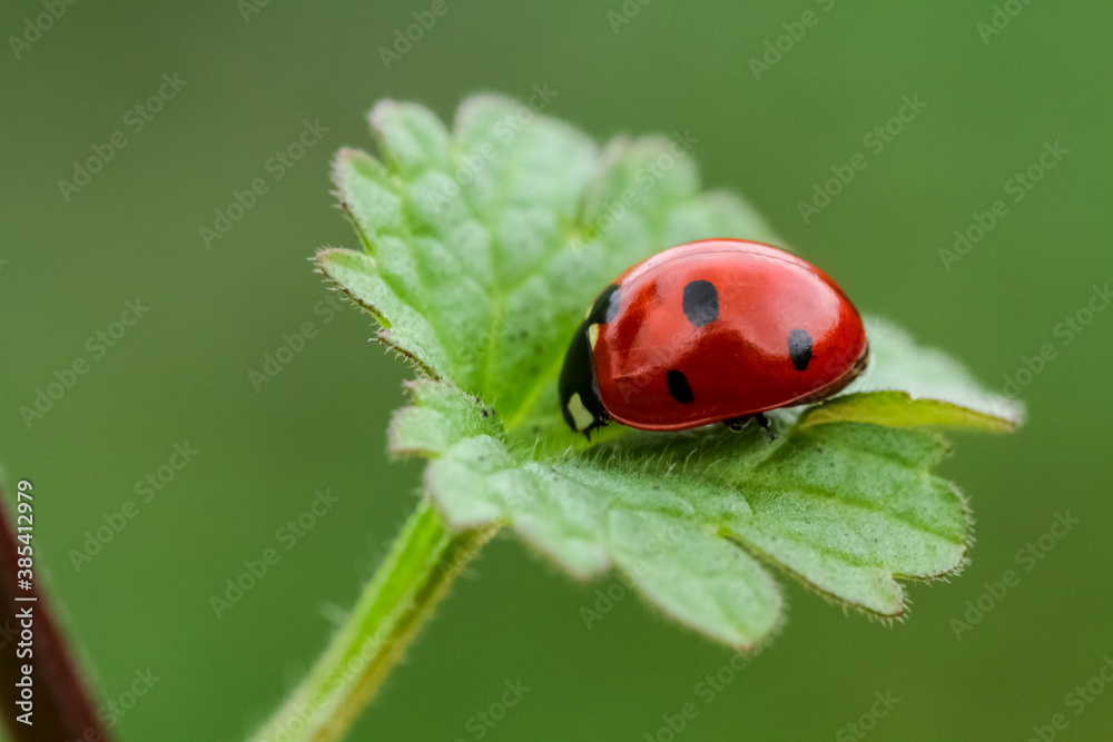 Ladybug and flower on a green background Ladybug and flower on a green background