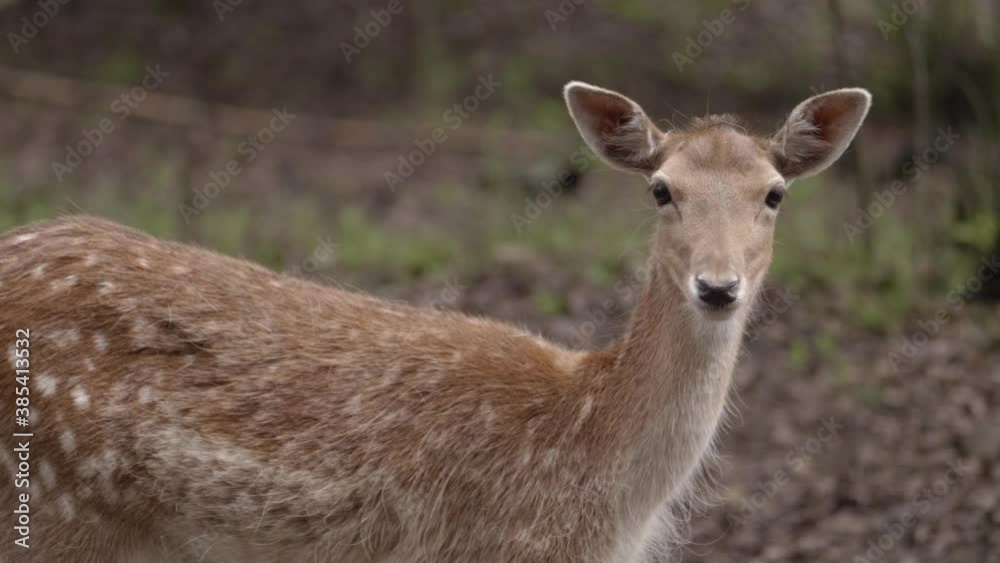 Closeup of curious fallow deer looking at camera in woods, static, day Closeup of curious fallow deer looking at camera in woods, static, day