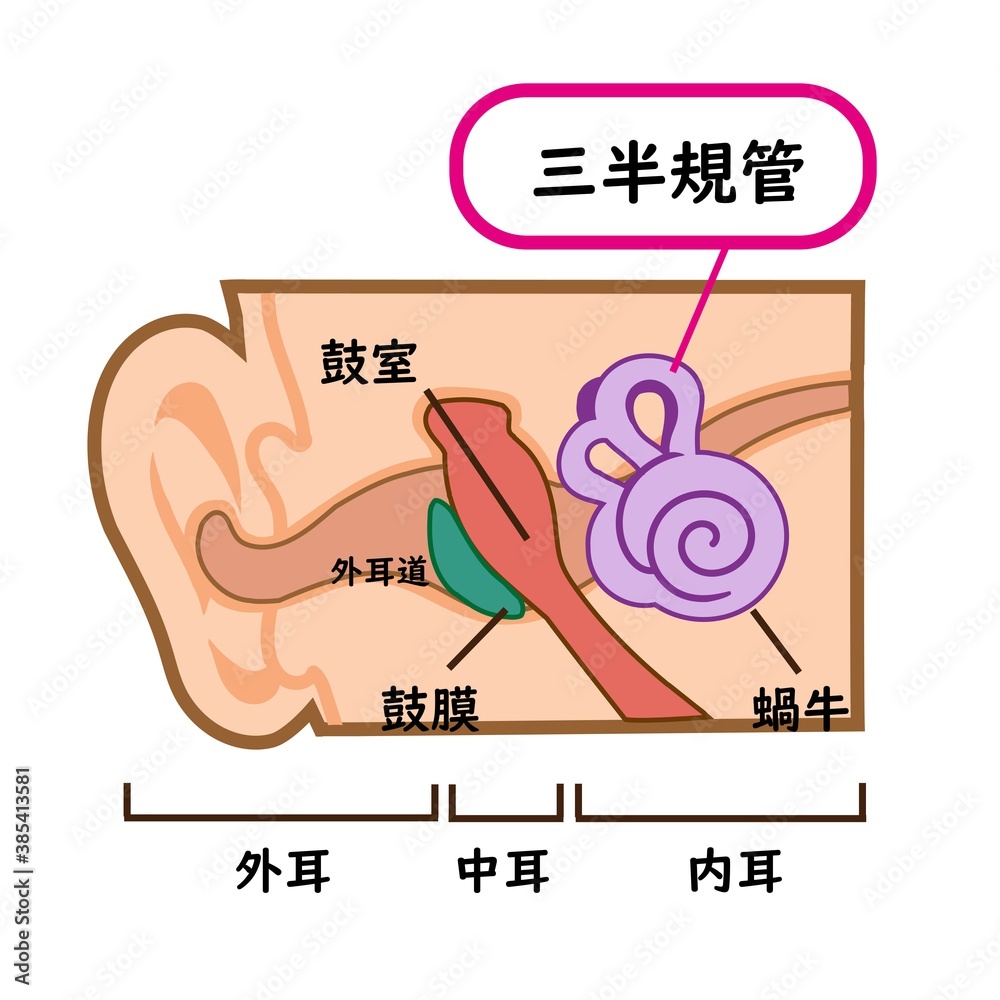 Obraz premium 医療用 三半規管のイラスト素材