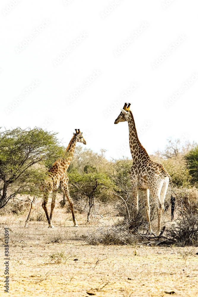 Obraz premium African Giraffe in a South African wildlife reserve