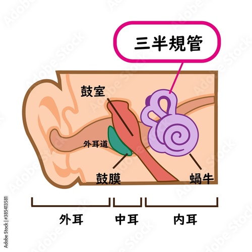 医療用　三半規管のイラスト素材